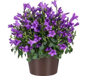 Zvonček Get Me (Campanula "Get Mee")
priemer kvetináča: 10,5 cm Zvonček Get Me (Campanula "Get Mee")
priemer kvetináča: 10,5 cm