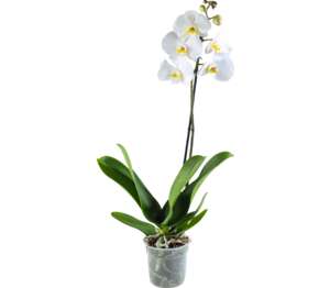 Orchidea 1-výhonková (Phalaenopsis)