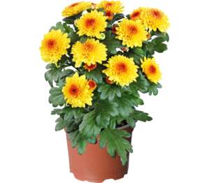 Chryzantéma (Chrysanthemum)