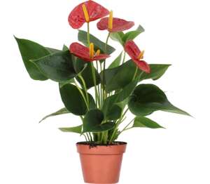Antúrium Andreanovo (Anthurium andreanum)
priemer kvetináča: 12 cm