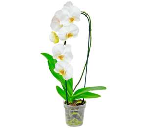 Orchidea Cascade (Phalaenopsis Cascade)