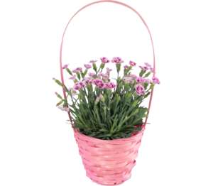 Klinček Pink Kisses v košíku (Dianthus Pink Kisses)