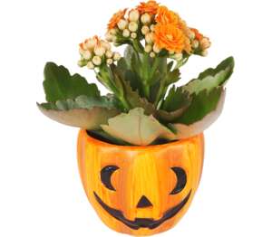 Mini kalanchoe v Halloween keramike tekvica
priemer kvetináča: 6 cm