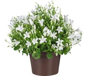Zvonček White Get Mee Campanula White Get Mee Zvonček White Get Mee Campanula White Get Mee