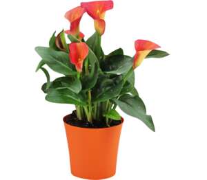 Kala etiópska (Zantedeschia aethiopica)
