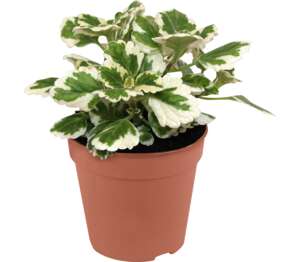 Plektrant (Plectranthus)
priemer kvetináča: 10,5 cm