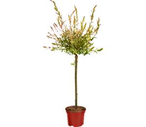 Vŕba japonská (Salix integra)