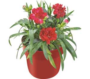 Klinček záhradný (Dianthus caryophyllus)
priemer kvetináča: 10,5 cm Klinček záhradný (Dianthus caryophyllus)
priemer kvetináča: 10,5 cm