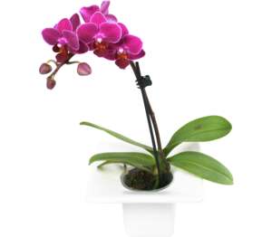 Mini orchidea v darčekovom balení
izbová rastlina