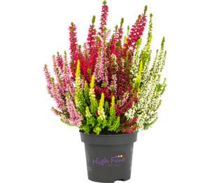 Vres Beauty Ladies (Calluna vulgaris)
priemer kvetináča: 13 cm