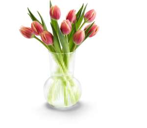 Kytica dvojfarebných tulipánov
rôzne druhy Kytica dvojfarebných tulipánov
rôzne druhy