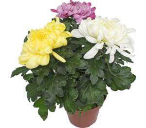 Chryzantéma veľkokvetá trio (Chrysanthemum)