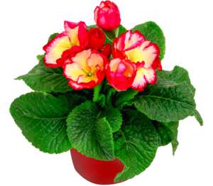 Prvosienka bezbyľová (Primula acaulis)
priemer kvetináča: 10,5 cm