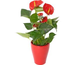 Antúria v keramike (Anthurium andreanum)