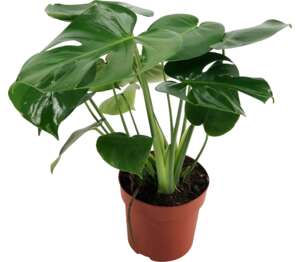 Monstera (Monstera deliciosa)
priemer kvetináča: 12 cm Monstera (Monstera deliciosa)
priemer kvetináča: 12 cm