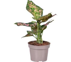 Aglaonéma (Aglaonema)