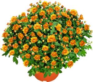 Chryzantéma ker (Chrysanthemum)