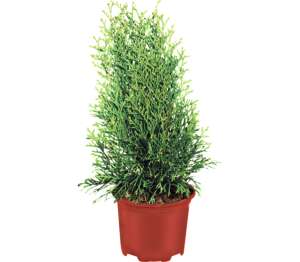 Konifery mix rôzne druhy
(Coniferae)