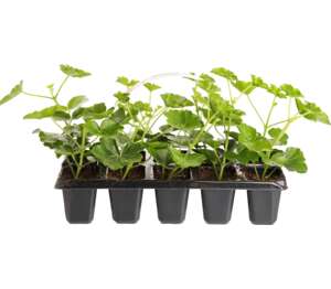 Muškát previslý plnokvetý (Pelargonium peltatum)
10 kusov v balení Muškát previslý plnokvetý (Pelargonium peltatum)
10 kusov v balení