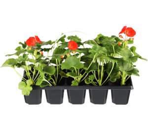 Muškát vzpriamený (Pelargonium zonale)
10 kusov v balení Muškát vzpriamený (Pelargonium zonale)
10 kusov v balení