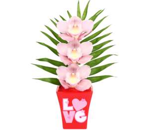 Cymbídium v darček. balení izbová rastlina