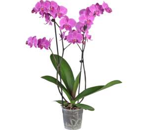 Orchidea 2-výhonková (Phalaenopsis)
priemer kvetináča: 12 cm Orchidea 2-výhonková (Phalaenopsis)
priemer kvetináča: 12 cm