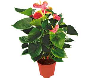 Antúrium Andreanovo (Anthurium andreanum)