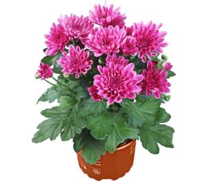 Chryzantéma (Chrysanthemum)