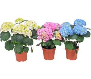 Hortenzia kalinolistá (Hydrangea macrophylla)
priemer kvetináča: 10,5 cm
