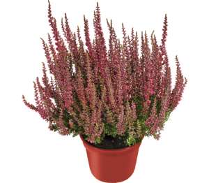 Vres obyčajný (Calluna vulgaris)