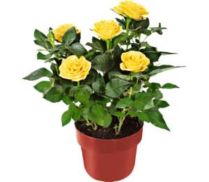 Ruža v kvetináči (Rosa hybrid)