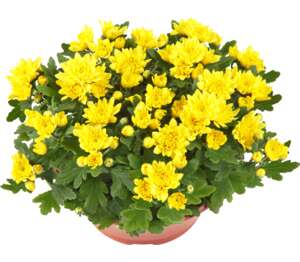 Chryzantéma v miske (Chrysanthemum)