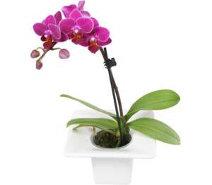 Mini orchidea v keramike (Phalaenopsis)