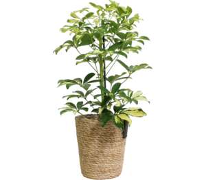 Šeflera stromovitá v dekoratívnom kvetináči
(Schefflera arboricola)