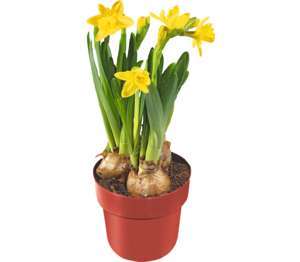 Narcisy malokveté (Narcissus hybr.)
priemer kvetináča: 9 cm Narcisy malokveté (Narcissus hybr.)
priemer kvetináča: 9 cm