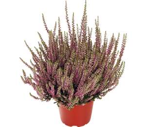 Vres obyčajný (Calluna vulgaris)
priemer kvetináča: 12 cm