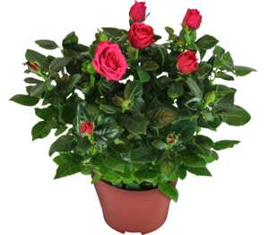 Ruža v kvetináči (Rosa hybrid)
priemer kvetináča: 12 cm Ruža v kvetináči (Rosa hybrid)
priemer kvetináča: 12 cm