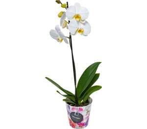 Orchidea v dekor. kvetináči 1-výhonková
(Phalaenopsis)