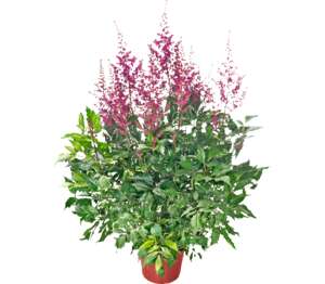 Astilba (Astilbe hybrid)
priemer kvetináča: 14 cm