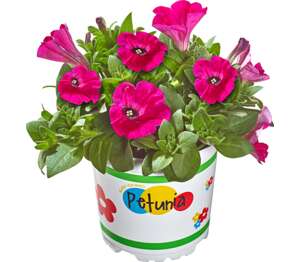 Petúnia ťahavá (Petunia)