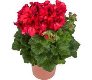 Muškát vzpriamený (Pelargonium zonale)