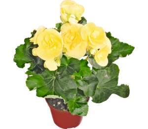 Begónia Elatior (Begonia elatior - Hybrid)
priemer kvetináča: 9 cm