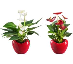 Antúria v keramike (Anthurium andreanum)