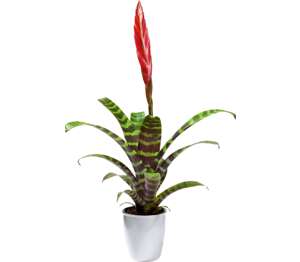 Vrízea lesklá v keramike (Vriesea)