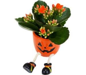 Mini kalanchoe v ker. Halloween s nohami
priemer kvetináča: 6 cm