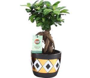 Bonsaj Fikus Ginseng (Ficus Ginseng)