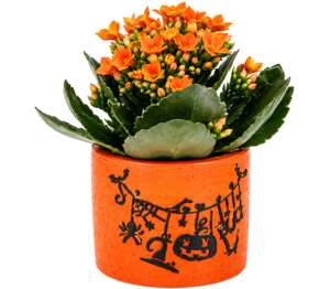 Mini Kalanchoe v Halloween keramike
priemer kvetináča: 6 cm