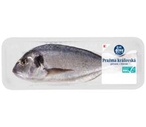 K-Blue Bay Pražma kráľovská K-Blue Bay Pražma kráľovská