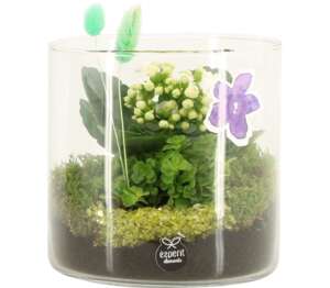 Kalanchoe "Rosalina" v skle (Kalanchoe "Rosalina")
priemer kvetináča: 15 cm