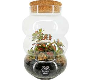 Zelené rastliny v sklenenom teráriu
priemer sklen. nádoby: 12 cm Zelené rastliny v sklenenom teráriu
priemer sklen. nádoby: 12 cm